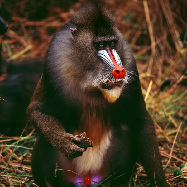mandrill close-up portrait