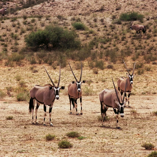 Oryx on savanah background