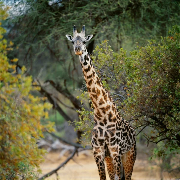 Giraffe near tree in forest