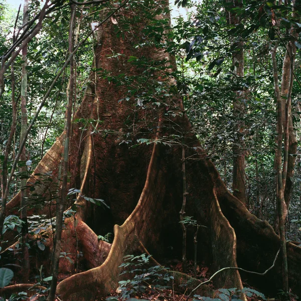 Jungle arbre avec grande couronne — Photo