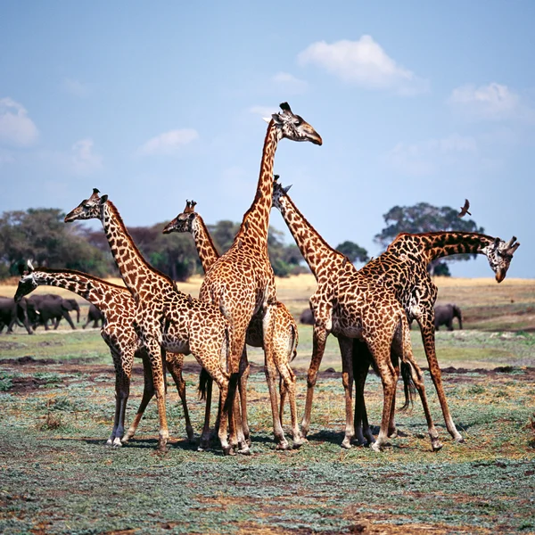 长颈鹿在坦桑尼亚的组 — 图库照片
