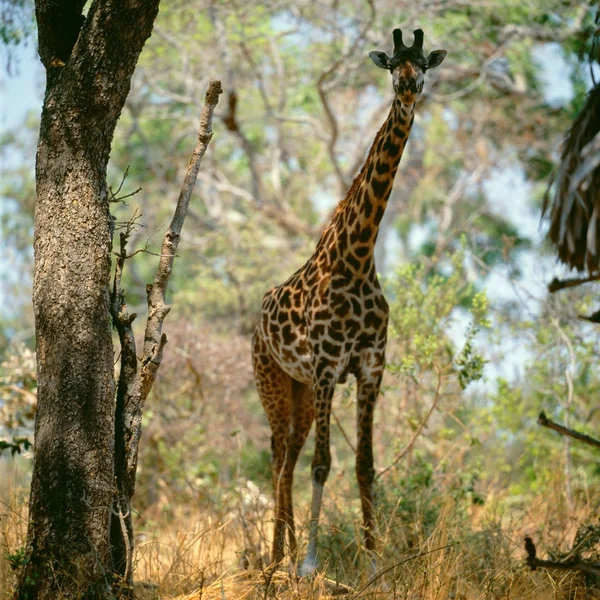 Girafe en forêt au Kenya — Photo