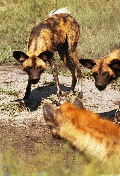 Vahşi köpekler - Botsvana — Stok fotoğraf