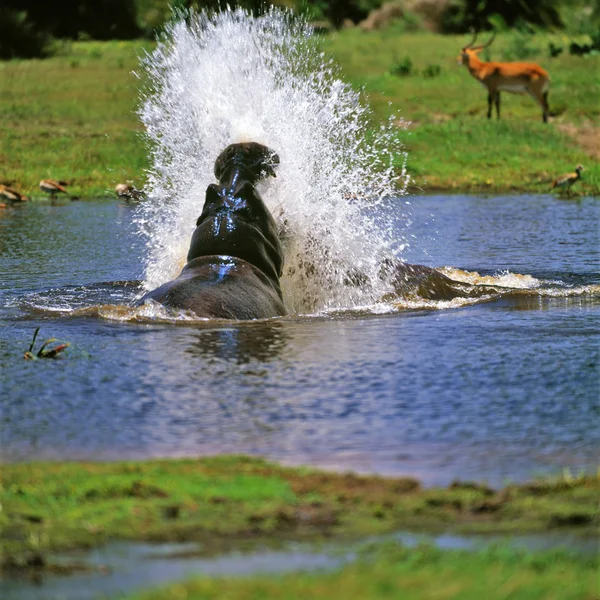 野生河马在水中 — 图库照片