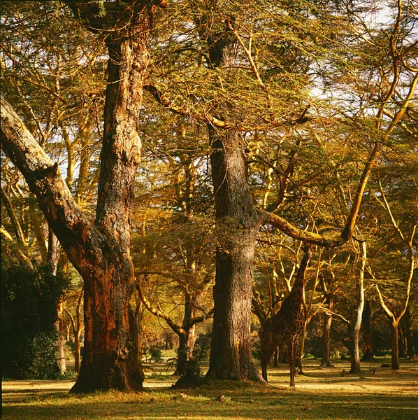 Jirafa en el bosque en Kenia — Foto de Stock