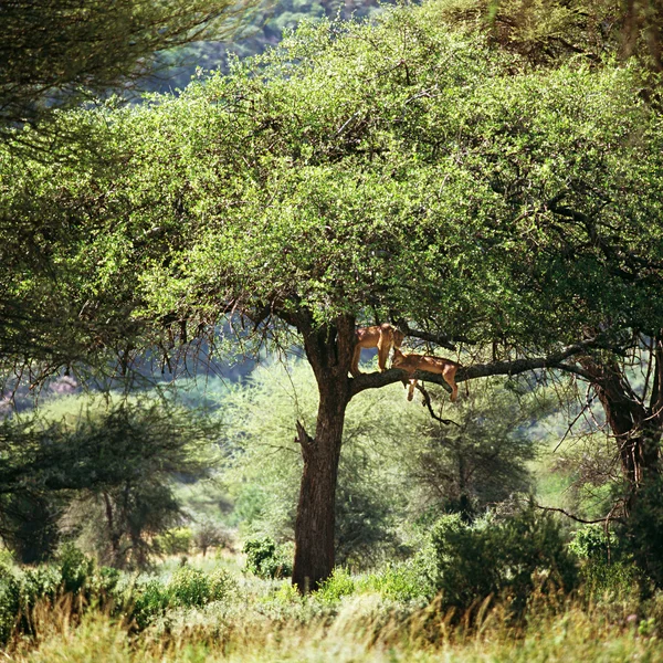 Alvó oroszlán egy fa — Stock Fotó