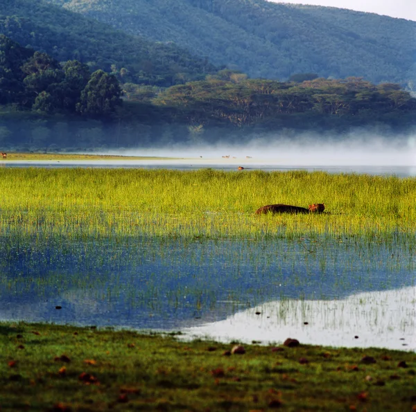Wilde Flusspferde im Wasser — Stockfoto