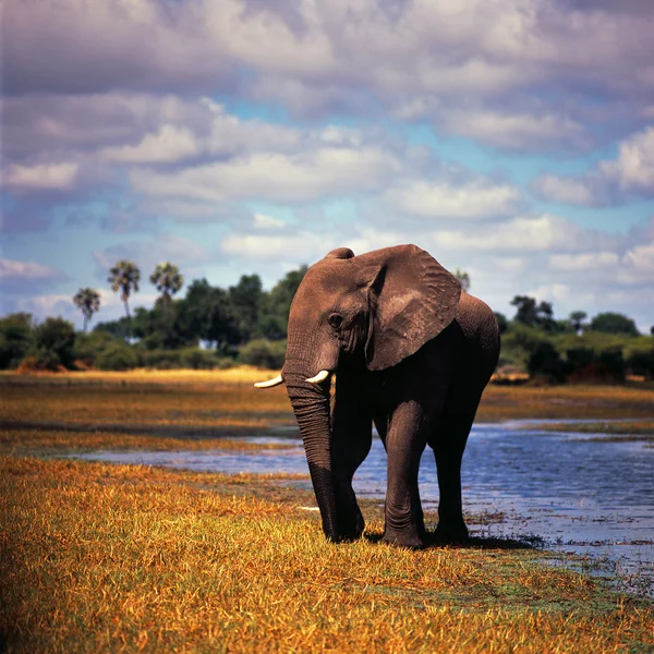 Um elefante bebé — Fotografia de Stock