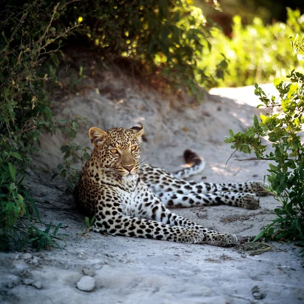 Divoké leopardí mezi rostlinami — Stock fotografie