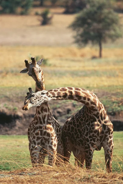 Girafas em savana ao ar livre — Fotografia de Stock