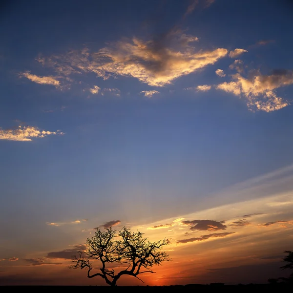 Zonsondergang in Namibische savannah — Stockfoto