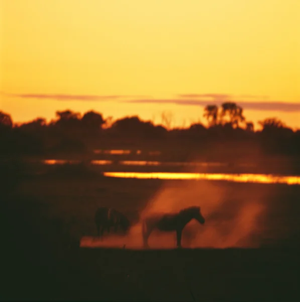 Zebra în savana la apus de soare — Fotografie, imagine de stoc