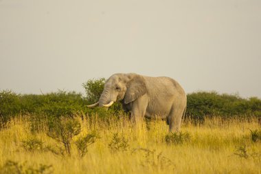 Büyük fili (Loxodonta africana)
