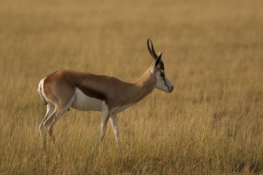 Erkek springbok antilop