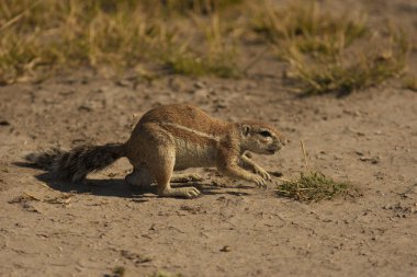 Kumun üzerinde duran yer sincabı.