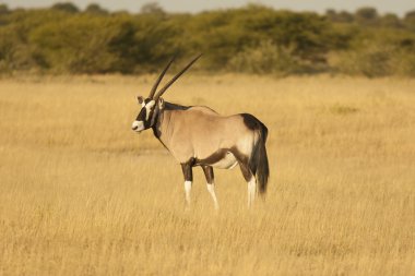Gemsbok antilop çayır üzerinde