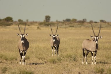 Gemsbok antilop sürüsü