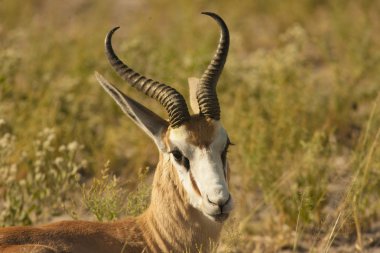Erkek springbok antilop