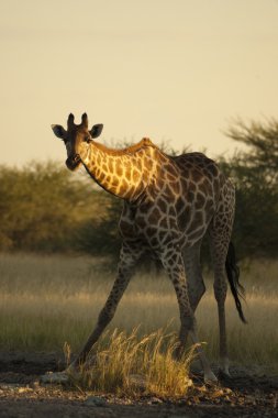 Gülünç bir duruma zürafa