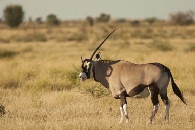 Gemsbok antilop çayır üzerinde