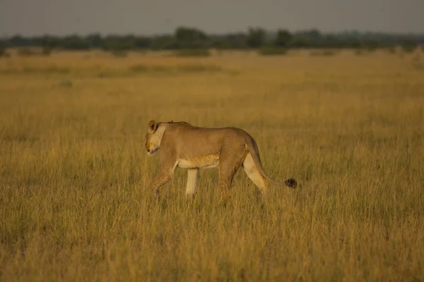 Το κυνήγι λιονταριών θηλυκό — Φωτογραφία Αρχείου