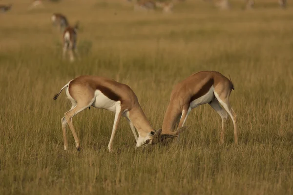 Springbok antilop mücadele — Stok fotoğraf