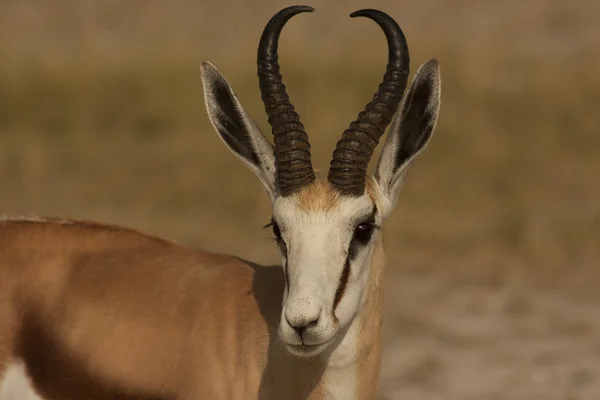 Erkek springbok antilop — Stok fotoğraf