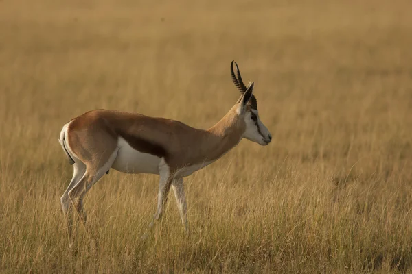 Male of springbok antelope — Stock Photo, Image