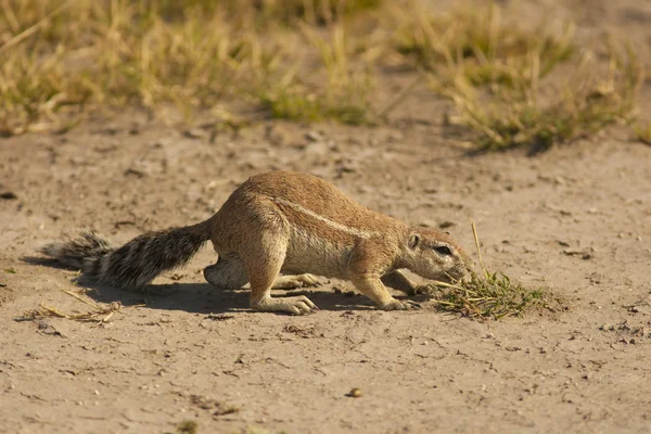 Σκίουρος εδάφους στέκεται στην άμμο — Φωτογραφία Αρχείου