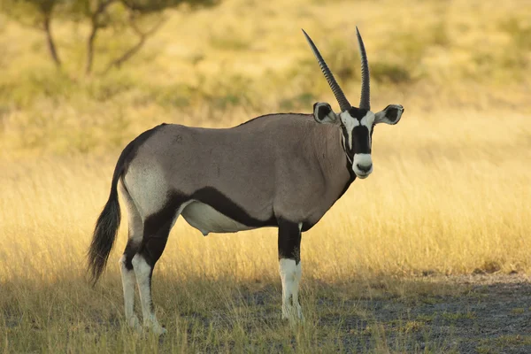 Gemsbok antilop på äng — Stockfoto