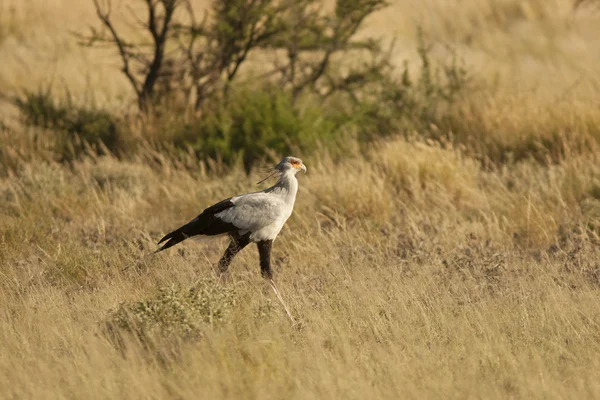 Secretary bird (Sagittarius serpentarius) — Stock Photo, Image