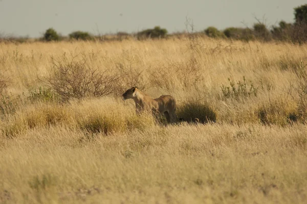 Mujer León caza — Foto de Stock