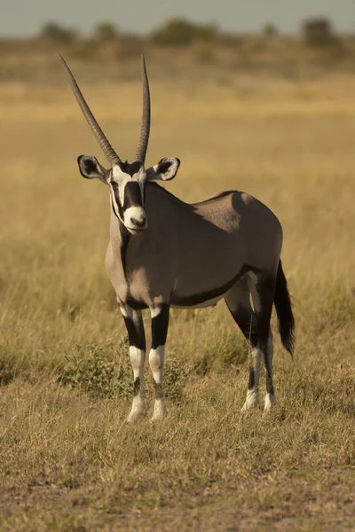 Gemsbok антилопи (Oryx gazella) — стокове фото