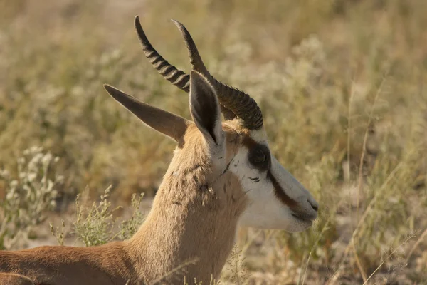 Samec antilopy springbok — Stock fotografie