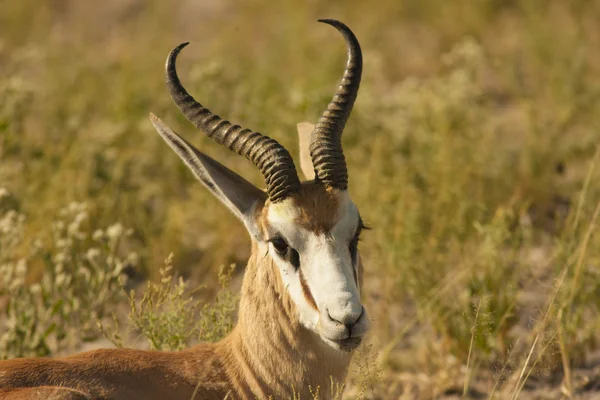 Samec antilopy springbok — Stock fotografie