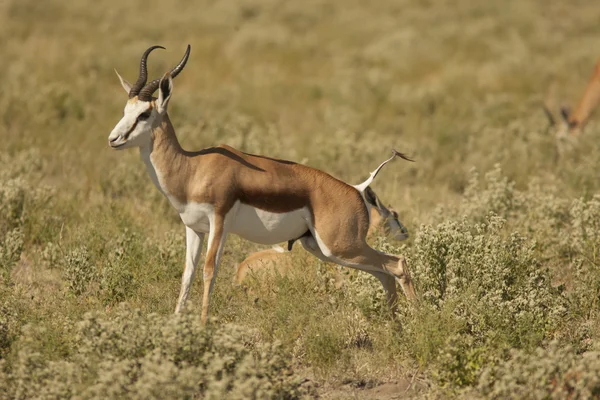 Erkek springbok antilop — Stok fotoğraf