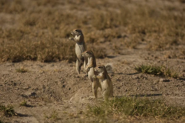 Three gophers standing