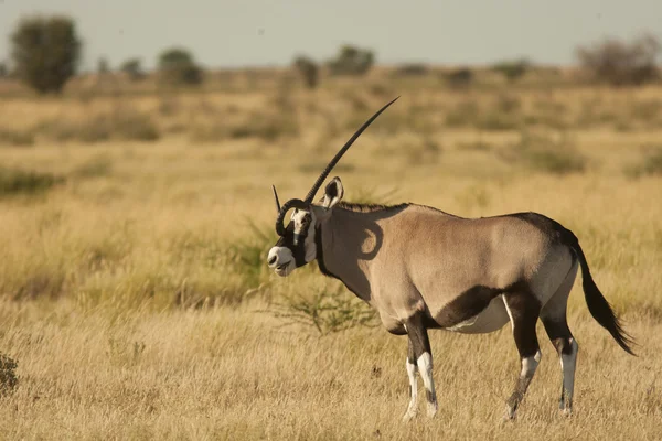 Gemsbok антилопи на Луці — стокове фото