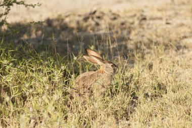 Alert scrub hare clipart
