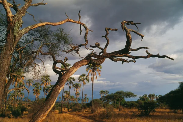 Droge Afrikaanse boom — Stockfoto