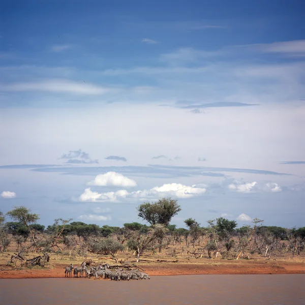 Wild Zebra venku — Stock fotografie