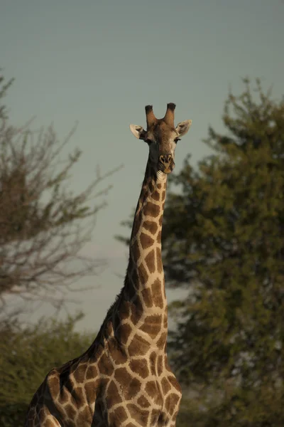 Retrato de girafa em safari — Fotografia de Stock