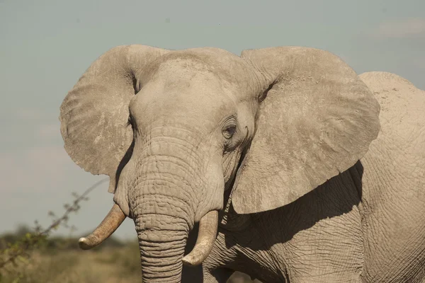 fil portresi kapatmak