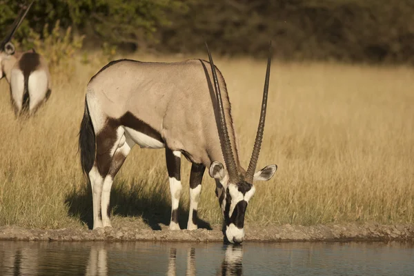 Gemsbok antelope drinking — Stock Photo, Image