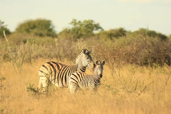 Két vad Zebra — Stock Fotó