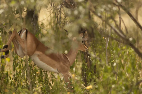 Antilope kudu femminile — Foto Stock