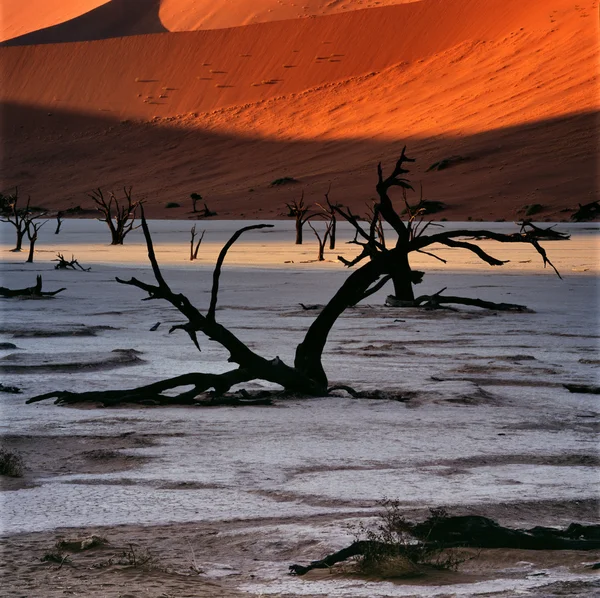 Alberi secchi su dune di sabbia — Foto Stock