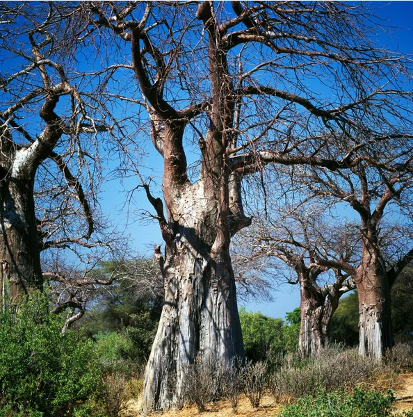 Pittoreska torr baobabs — Stockfoto