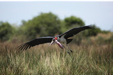 Marabu flying above green grass clipart