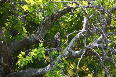 Afrika kartal Şubesi üzerinde oturan